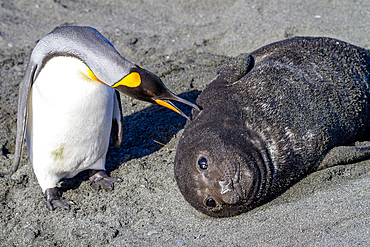 Southern elephant seal (Mirounga leonina) pup interacting with curious king penguin at Gold Harbour on South Georgia.