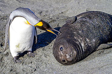 Southern elephant seal (Mirounga leonina) pup interacting with curious king penguin at Gold Harbour on South Georgia, Polar Regions