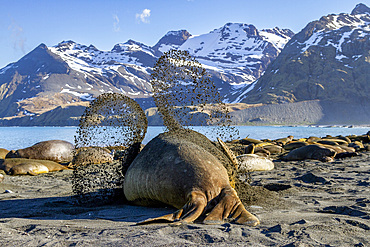 Adult bull southern elephant seal (Mirounga leonina) trying to cool off by flinging sand on his back at Gold Harbour, South Georgia, Polar Regions