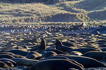 Hundreds of southern elephant seals (Mirounga leonina) hauled out onto the breeding beach at Gold Harbour, South Georgia, Polar Regions