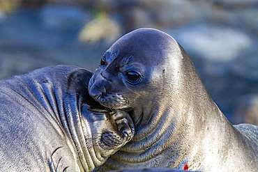 Southern elephant seal (Mirounga leonina) weaner pups mock fighting on the beach at Gold Harbour, South Georgia Island, Polar Regions