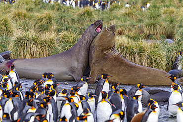 Young southern elephant seal (Mirounga leonina) bulls mock-fighting among king penguins at Gold Harbour, South Georgia, Polar Regions