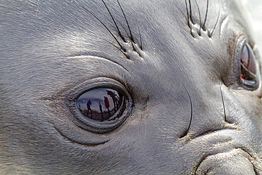 Southern elephant seal (Mirounga leonina) weaner pup eye detail on the beach at Gold Harbour on South Georgia, Polar Regions