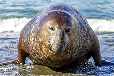 Southern elephant seal (Mirounga leonina) challenger bull in the surf at Gold Harbour on South Georgia Island, Polar Regions