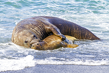 Southern elephant seal (Mirounga leonina) bull holding adult female in the surf to mate with her, South Georgia, Polar Regions