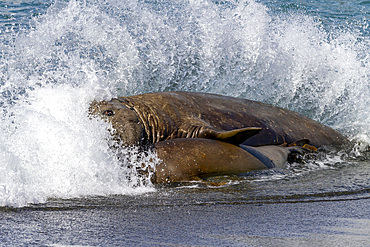 Southern elephant seal (Mirounga leonina) bull holding adult female in the surf to mate with her, South Georgia, Polar Regions