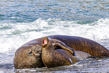 Southern elephant seal (Mirounga leonina) bull holding adult female in the surf to mate with her, South Georgia, Polar Regions