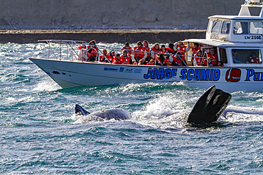 Southern right whale (Eubalaena australis) mother and calf near whale watching boat in Puerto Pyramides, Argentina, South America