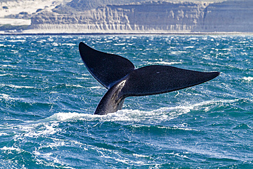 Southern right whale (Eubalaena australis) adult female flukes-up to catch the wind in Puerto Pyramides, Argentina, South America