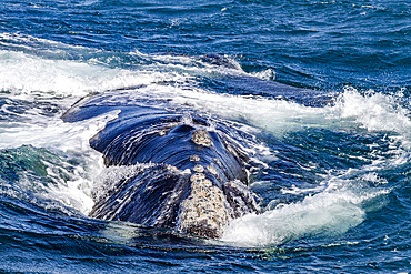 Southern right whale (Eubalaena australis) adult female surfacing head on in Puerto Pyramides, Golfo Nuevo, Argentina, South America