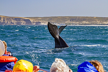 Southern right whale (Eubalaena australis) flukes-up dive near whale watching boat in Puerto Pyramides, Argentina, South America