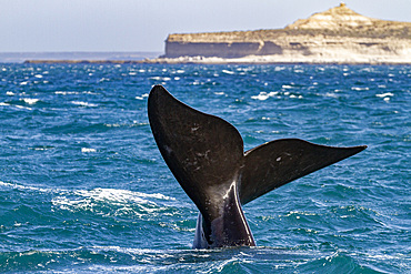 Southern right whale (Eubalaena australis) adult female flukes-up to catch the wind in Puerto Pyramides, Argentina, South America