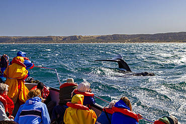 Southern right whale (Eubalaena australis) flukes-up dive near whale watching boat in Puerto Pyramides, Argentina, South America