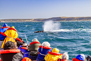 Southern right whale (Eubalaena australis) mother surfacing near whale watching boat in Argentina, South America