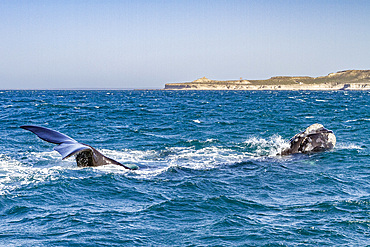 Southern right whale (Eubalaena australis) adult female lifting both her head and flukes out of the water, Argentina, South America