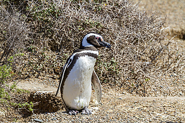 Adult Magellanic penguin (Spheniscus magellanicus) at a breeding site on Peninsula Valdez, Patagonia, Argentina, South America