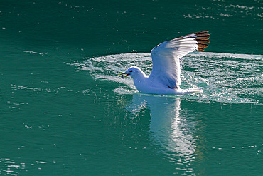 Black-legged kittiwake (Rissa tridactyla) feeding on small fish in Tracy Arm, Southeast Alaska, United States of America, North America