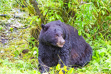 Adult American black bear (Ursus americanus) near Mendenhall Glacier, Southeast Alaska, United States of America, North America