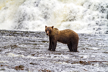 Adult brown bear (Ursus arctos) fishing for pink salmon at Pavlof Harbor on Chichagof Island, Southeast Alaska, United States of America, North America