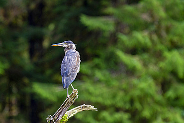 An adult great blue heron (Ardea herodias) perched beside a river in Misty Fjords National Monument, United States of America, North America