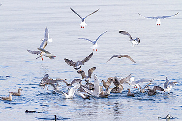 Several species of gull feeding on small baitfish in Snow Pass, Southeast Alaska, United States of America, North America