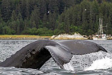 Adult humpback whale (Megaptera novaeangliae) flukes-up dive in Inian Pass, Southeast Alaska, Pacific Ocean, United States of America, North America