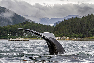 Adult humpback whale (Megaptera novaeangliae) flukes-up dive in Inian Pass, Southeast Alaska, Pacific Ocean, United States of America, North America