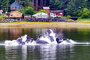 Adult humpback whales (Megaptera novaeangliae) co-operatively bubble-net feeding, Southeast Alaska, United States of America, North America