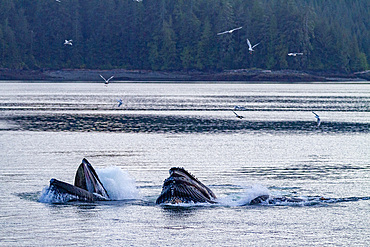 Adult humpback whales (Megaptera novaeangliae) co-operatively bubble-net feeding, Southeast Alaska, United States of America, North America