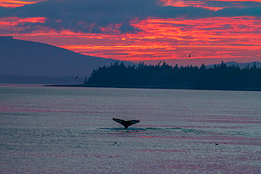 Adult humpback whales (Megaptera novaeangliae) flukes-up dive in Snow Pass at sunset, Southeast Alaska, United States of America, North America