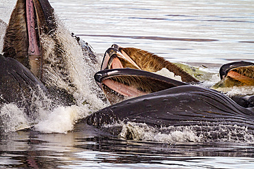 Adult humpback whales (Megaptera novaeangliae) co-operatively bubble-net feeding in Snow Pass, Alaska, United States of America, North America