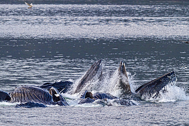 Adult humpback whales (Megaptera novaeangliae) co-operatively bubble-net feeding in Snow Pass, Alaska, United States of America, North America