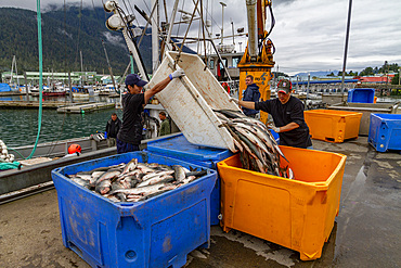 Fishermen offloading catch on quay in fishing town of Petersburg on Mitkof Island, Southeast Alaska, Pacific Ocean, United States of America, North America