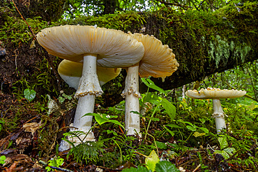 Mushrooms growing in the Tongass National Forest in southeast Alaska, Pacific Ocean, United States of America, North America