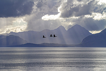 Scenic view of Glacier Bay National Park and Preserve, UNESCO World Heritage Site, Southeast Alaska, Pacific Ocean, United States of America, North America