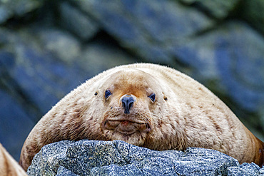 Northern (Steller) sea lion (Eumetopias jubatus) hauled out in Inian Pass, Southeastern Alaska, Pacific Ocean, United States of America, North America