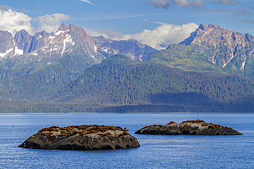 Northern (Steller) sea lions (Eumetopias jubatus) hauled out at South Marble Island in Glacier Bay National Park, UNESCO World Heritage Site, Alaska, United States of America, North America