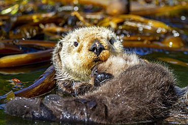 Adult sea otter (Enhydra lutris kenyoni) mother with her pup on her chest in Inian Pass, Southeastern Alaska, Pacific Ocean, United States of America, North America