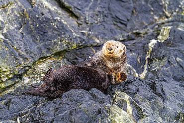 A rare sighting of an adult female sea otter (Enhydra lutris kenyoni) hauled out on land in Inian Pass, Southeastern Alaska, Pacific Ocean, United States of America, North America