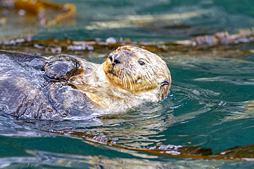 Adult female sea otter (Enhydra lutris kenyoni) swimming in Inian Pass, Southeastern Alaska, Pacific Ocean, United States of America, North America