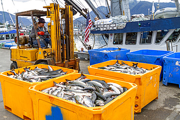 Fork life truck collecting catch on the quayside in the fishing town of Petersburg on Mitkof Island, Southeast Alaska, Pacific Ocean, United States of America, North America