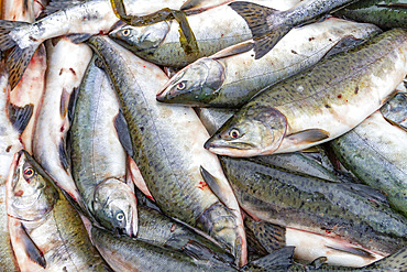 Close-up of fish catch in the fishing town of Petersburg on Mitkof Island, Southeast Alaska, Pacific Ocean, United States of America, North America