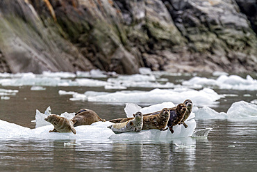 Harbor seals (Phoca vitulina) hauled out on ice calved from South Sawyer Glacier, Southeast Alaska, United States of America, North America