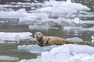 Harbor seal (Phoca vitulina) hauled out on ice calved from South Sawyer Glacier, Southeast Alaska, United States of America, North America