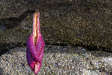 Sea star stranded by the low tide in Jackson Pass Provincial Marine Park, British Columbia, Canada, North America