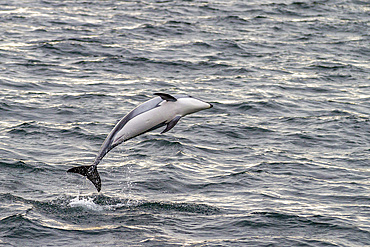 A pod of Pacific white-sided dolphins (Lagenorhynchus obliquidens) leaping and surfacing in Johnstone Strait, British Columbia, Canada, North America