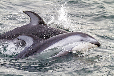 A pod of Pacific white-sided dolphins (Lagenorhynchus obliquidens) leaping and surfacing in Johnstone Strait, British Columbia, Canada, North America