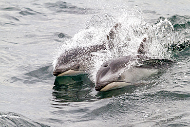 A pod of Pacific white-sided dolphins (Lagenorhynchus obliquidens) leaping and surfacing in Johnstone Strait, Canada.