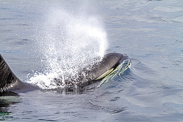 An adult bull killer whale (Orcinus orca) surfacing in Johnstone Strait, British Columbia, Canada, Pacific Ocean, North America