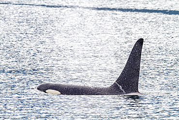 An adult bull killer whale (Orcinus orca) surfacing in Johnstone Strait, British Columbia, Canada, Pacific Ocean, North America